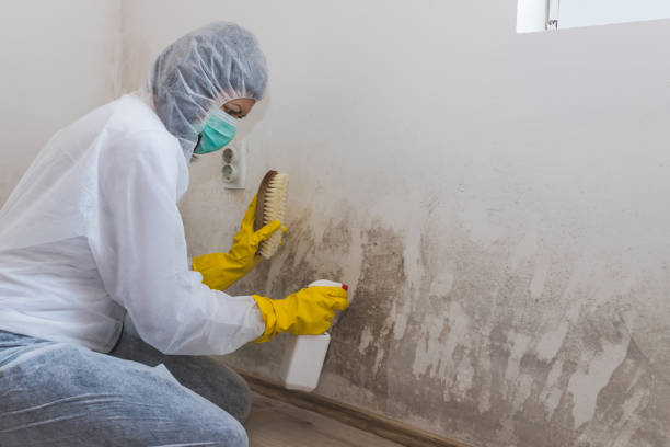 Best Attic Mold Remediation in Beulah, ND