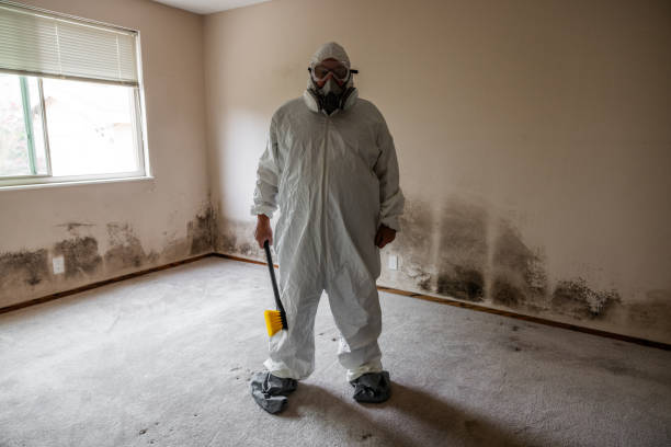 Best Emergency Mold Remediation in Beulah, ND